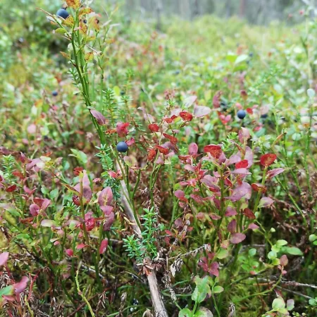 Ounasjoki Willa